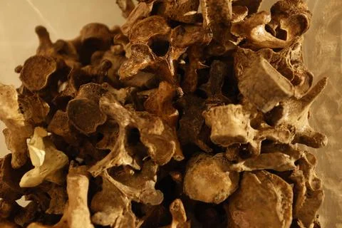 Human Bones anatomy lab Stock Photos