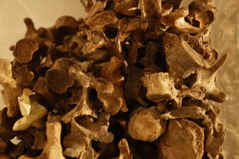 Human Bones anatomy lab Stock Photos