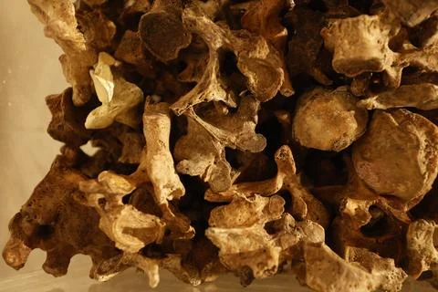 Human Bones anatomy lab Stock Photos