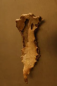 Human Bones anatomy lab Stock Photos