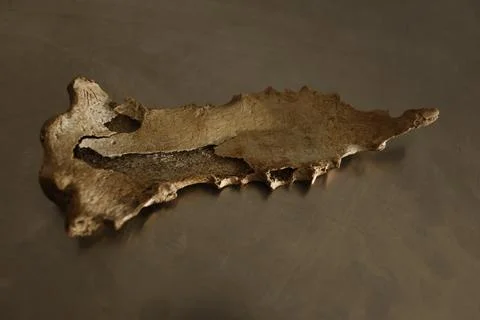 Human Bones anatomy lab Stock Photos