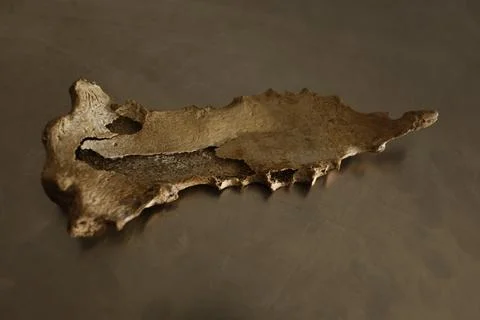 Human Bones anatomy lab Stock Photos