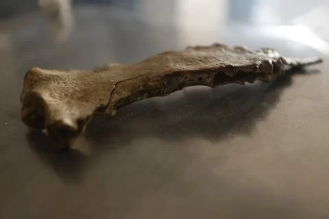 Human Bones anatomy lab Stock Photos