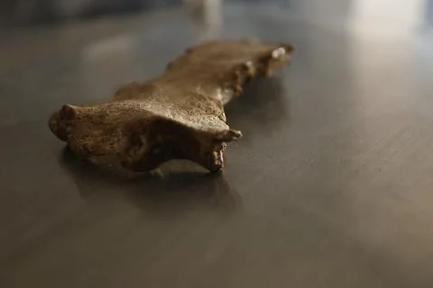 Human Bones anatomy lab Stock Photos
