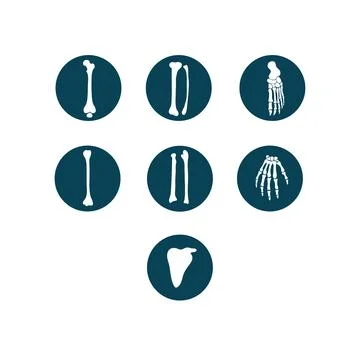 Human bones and orthopedic vector icon set Stock Illustration