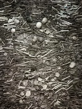 Human bones and skulls inside a historical ossuary, creating a dramatic and Stock Photos