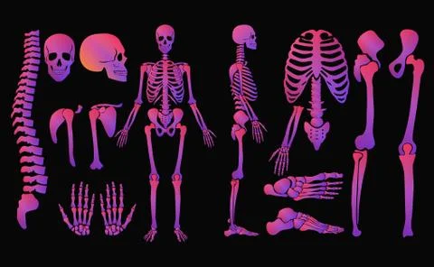 Human bones bright colors neon style skeleton set. High detailed shine gradient Stock-Illustration
