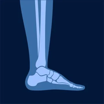 Human bones concept Stock Illustration