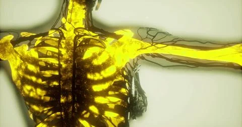 Human bones glow in vibrant gold during an anatomical study Stock Illustration