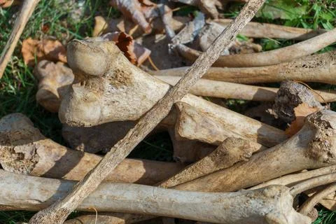 Human bones in the ground during excavations. Archaeological excavations. Anc Stock Photos