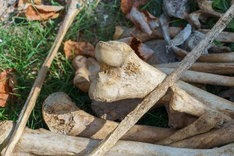 Human bones in the ground during excavations. Archaeological excavations. Anc Stock Photos