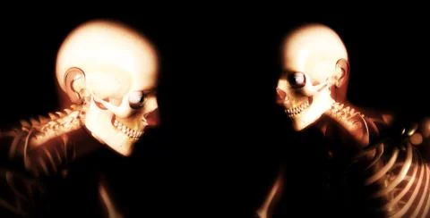 Human Bones Stock Illustration