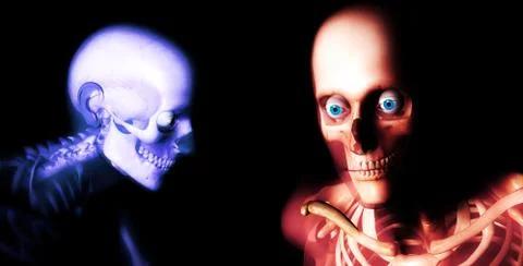 Human Bones Stock Illustration