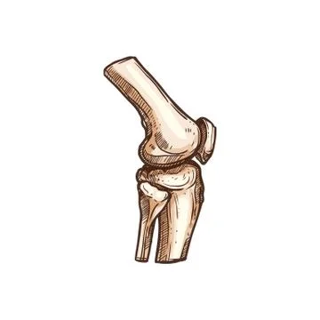 Human bones joint vector. Isolated knee or elbow Stock Illustration