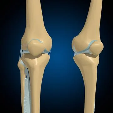 Human bones joints and ligaments Anatomy For Medical Concept 3D Stock Illustration