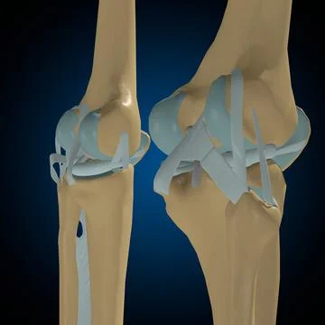 Human bones joints and ligaments Anatomy For Medical Concept 3D Stock Illustration