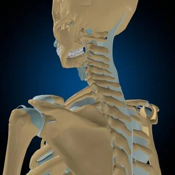 Human bones joints and ligaments Anatomy For Medical Concept 3D Illustrazione stock