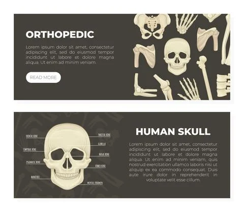 Human bones landing page templates set. Human skull medical web banner vector Stock Illustration