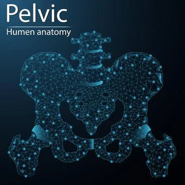 Human bones of the pelvis and hip anatomy organ translucent low poly triangle Stock Illustration