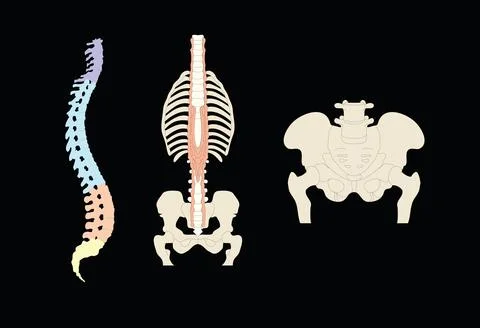 Human bones Stock Photos