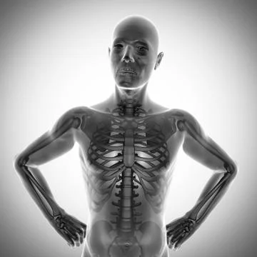 Human bones radiography scan image Stock Illustration