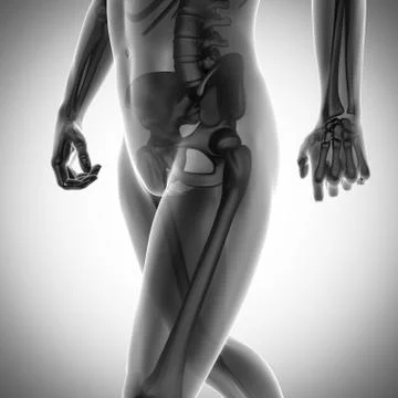 Human bones radiography scan image Stock Illustration