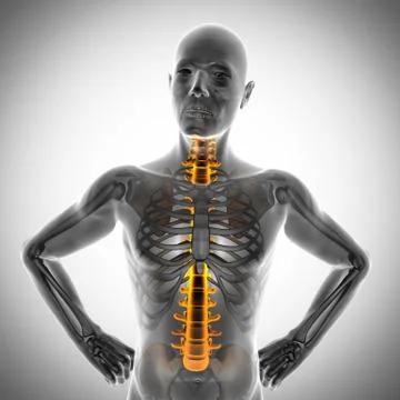Human bones radiography scan image Stock Illustration