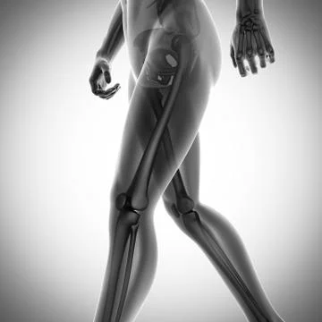Human bones radiography scan image Stock Illustration