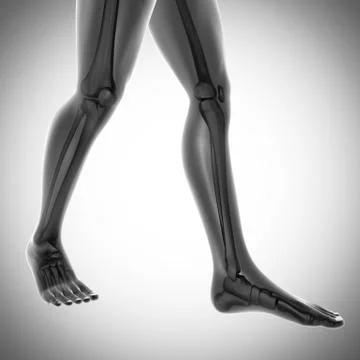 Human bones radiography scan image Stock Illustration
