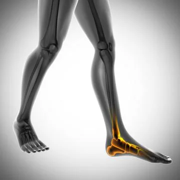 Human bones radiography scan image Stock Illustration