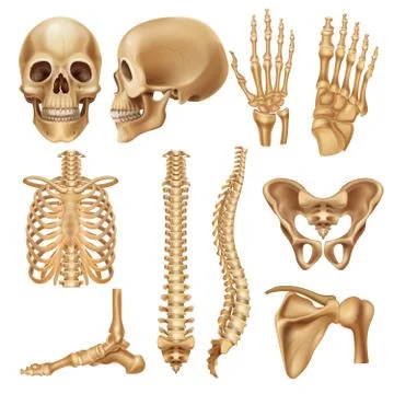 Human bones. Realistic skeleton elements for anatomy illustration and medical Stock Illustration