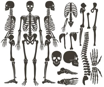 Human bones skeleton dark black silhouette collection. High detailed Vector Set Stockillustratie