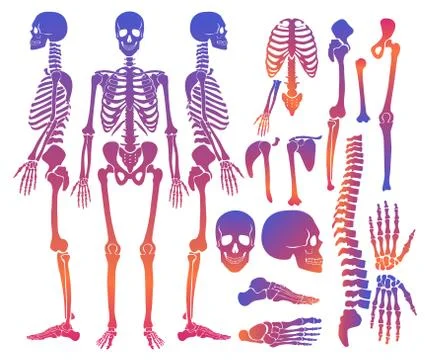 Human bones skeleton silhouette collection set. gradient bright color high Stock Illustration
