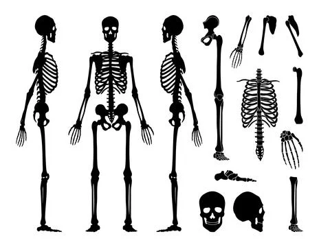 Human bones skeleton silhouette collection set. High detailed Vector Stock Illustration