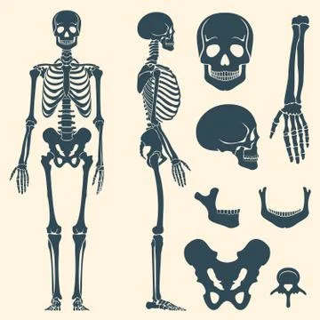 Human bones skeleton silhouette vector set Stock Illustration