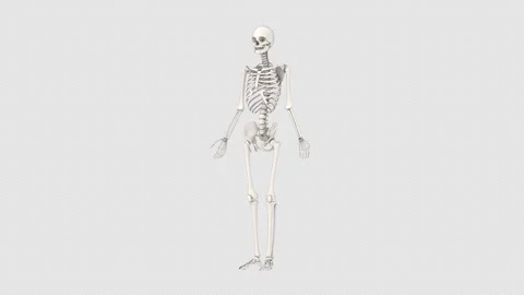 Human bones, transparent skeleton model, 3d rendered animation. Video stock 312595417