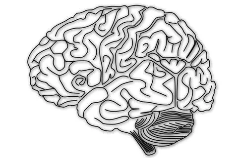 Human Brain 01 HRI Stock Illustration