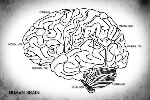 Human Brain 02 HRI Illustrazione stock