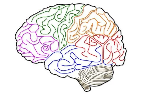 Human Brain 03 HRI Stock Illustration