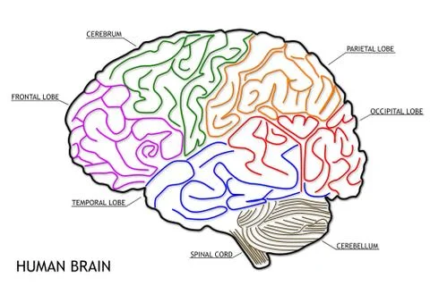 Human Brain 04 HRI Stock Illustration