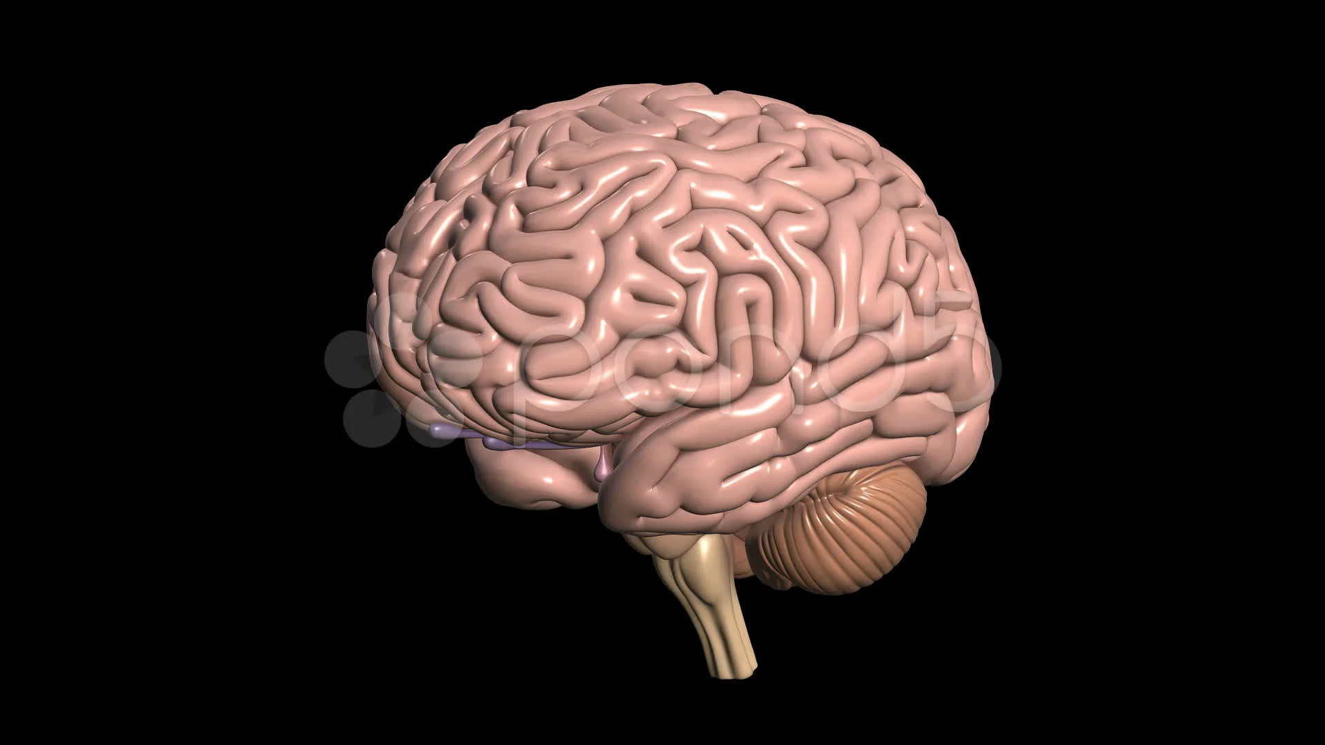 Brain at 360 D