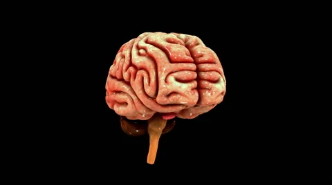 HUMAN BRAIN 3D animation Stock Footage 64586682
