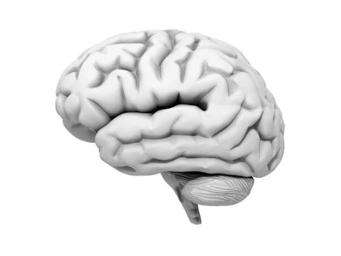 Human brain, 3d illustration Stock Illustration