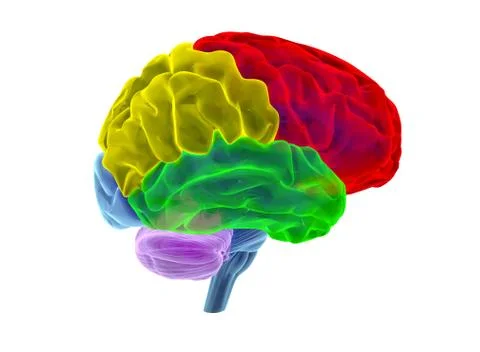 Human brain - 3D Illustration Stock Illustration