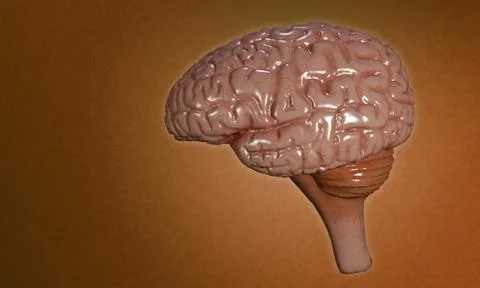 Human brain 3D isolated Stock Illustration