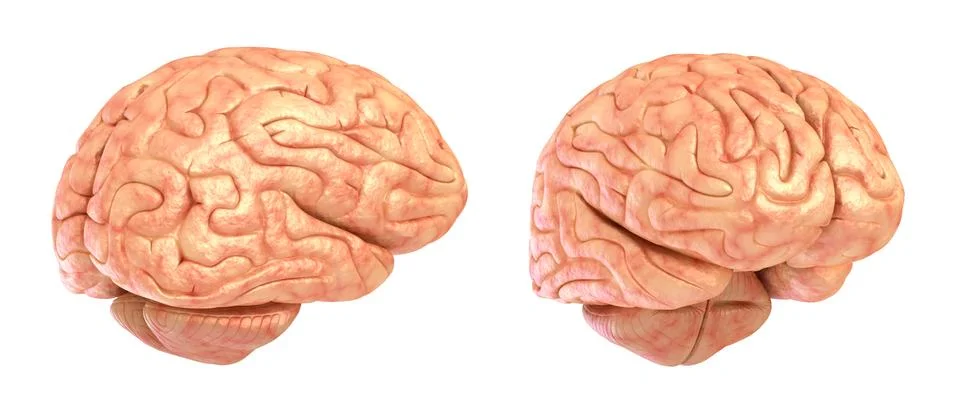 Human brain 3D model, isolated Stock Illustration