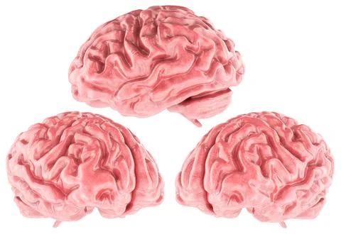 Human brain 3d model realistic render, three angles. 3D rendering 스톡 일러스트
