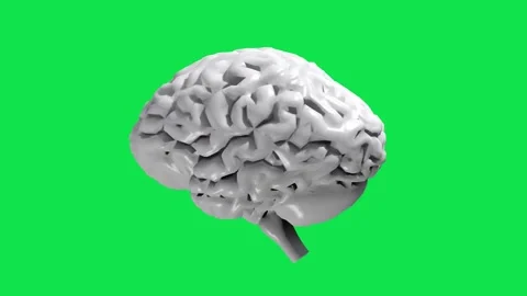 Human Brain 3D Model Rotation - Green Screen Loop Stock Footage 335633624
