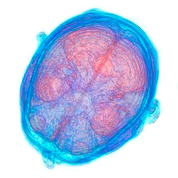 Human brain, 3d-mri scan 스톡 일러스트