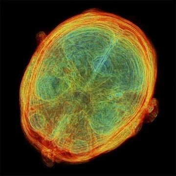Human brain, 3d-mri scan 스톡 일러스트